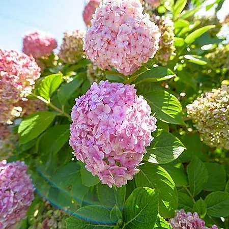 Panzió Casa Hortensias - Charming 3*