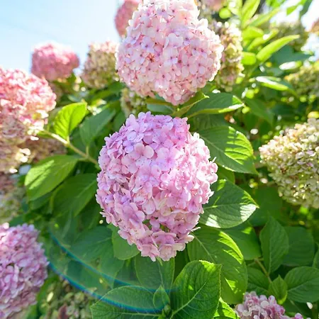 卡萨赫腾西亚魅力旅馆 3* 辛特拉